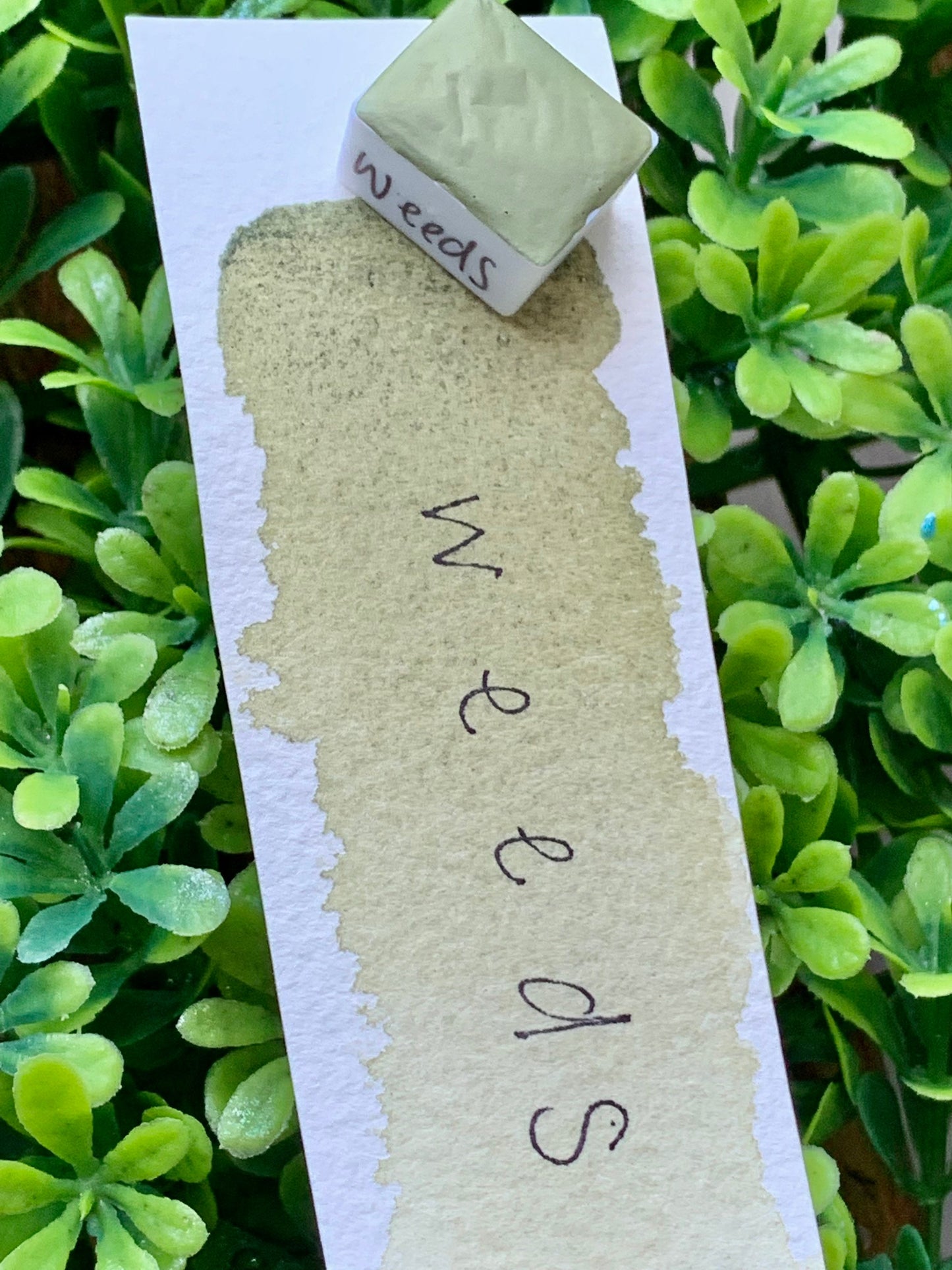 Weeds | Handmade Watercolors | Handmade Paint | Calligraphy | Lettering |