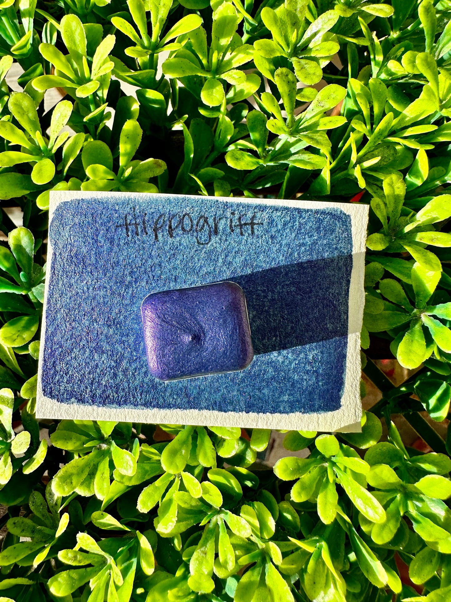 Hippogrif | Handmade Watercolors | Handmade Paint | Watercolors | Watercolor | Watercolor Artist